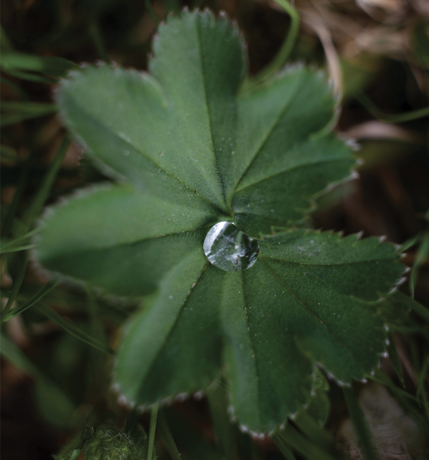 rosee-alchimiste-elixalp-aurelie-ceron