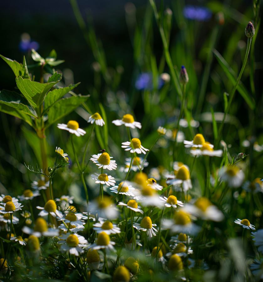 ayurveda-chakra-doshas-elixirs-spagyriques-elixalp-jardin