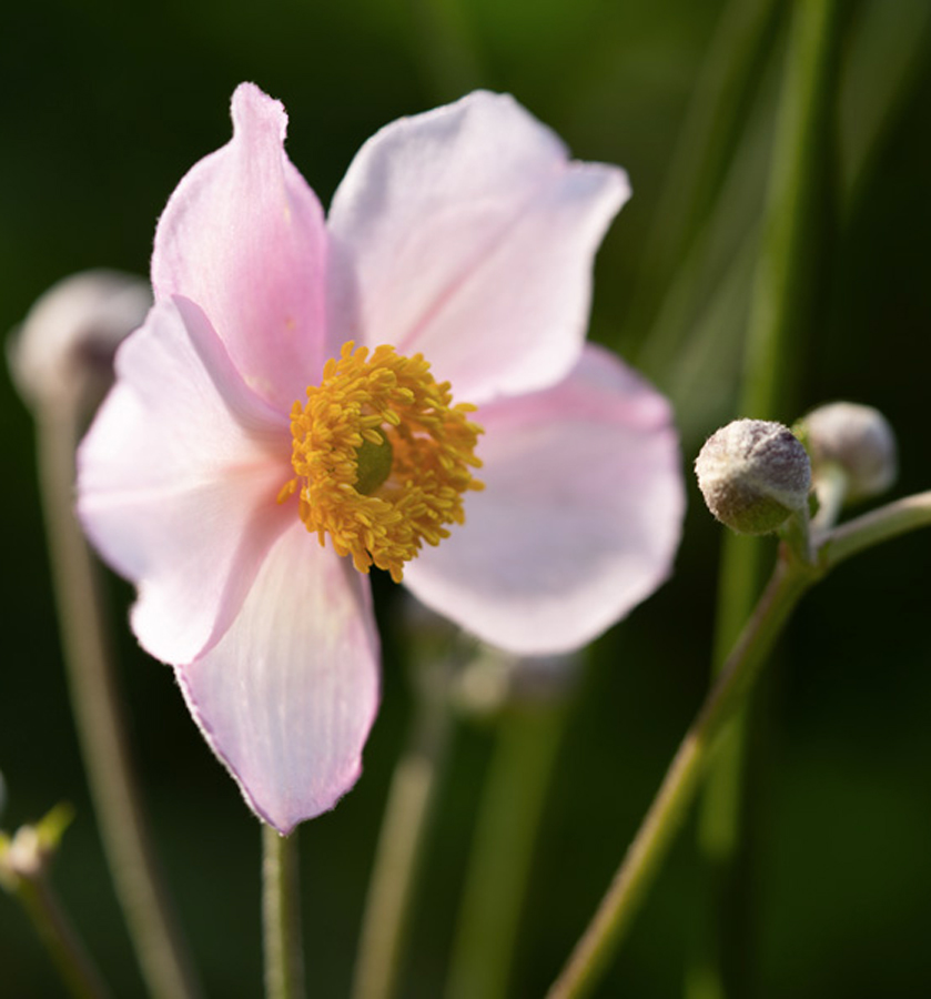 routine-beaute-elixalp-spagyrie-aureli-ceron