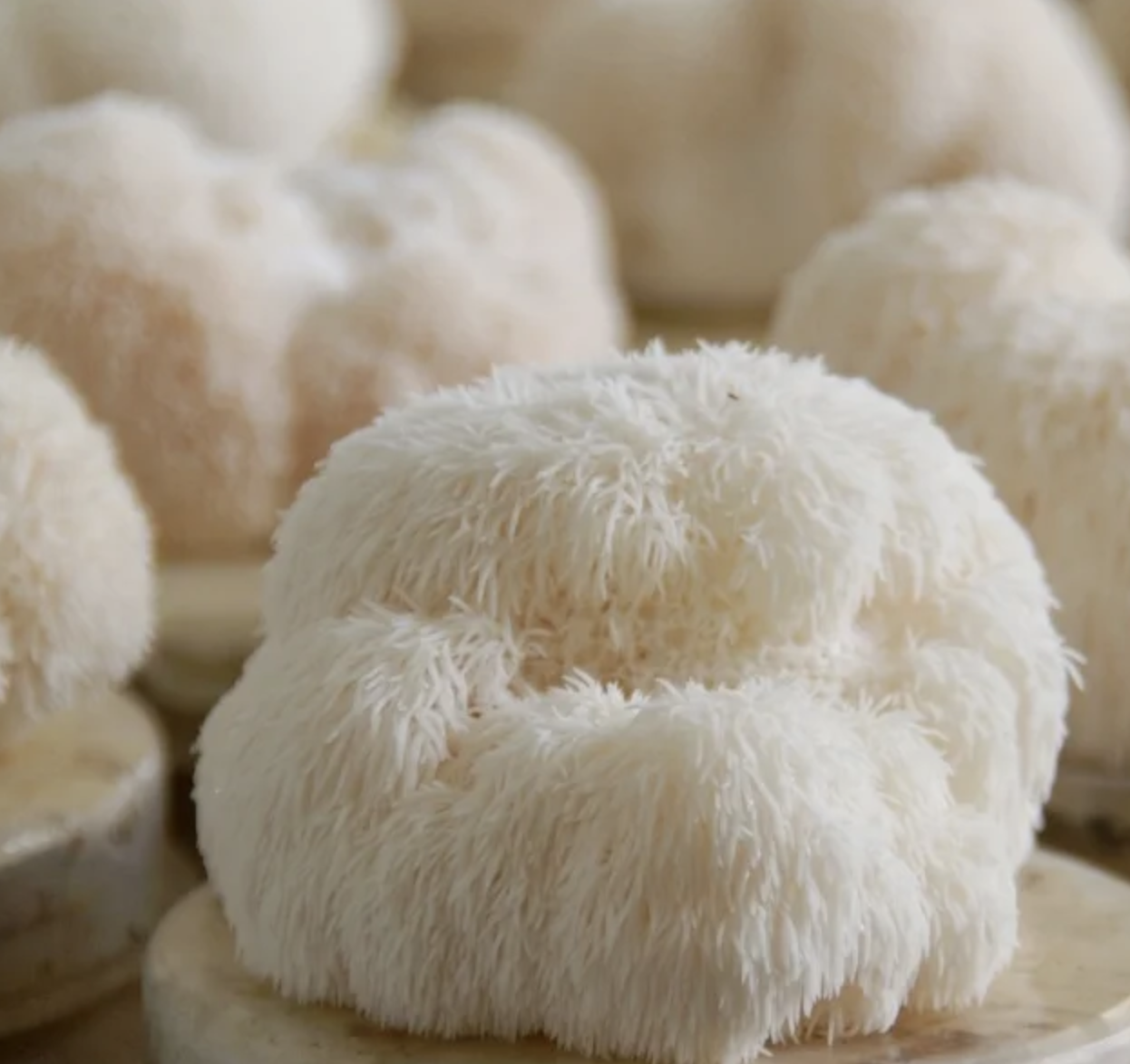 lions-mane-elixir-spagyrique-elixalp-hericium-shiitake