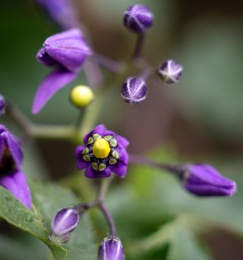 fleurs-de-bach-elixirs-floraux-elixalp