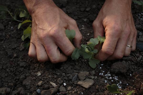 Elixalp : Une approche éthique et respectueuse du vivant